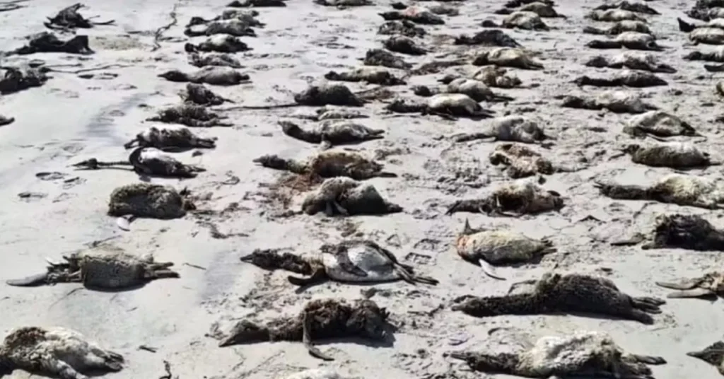 Pinguins - encalhe em massa