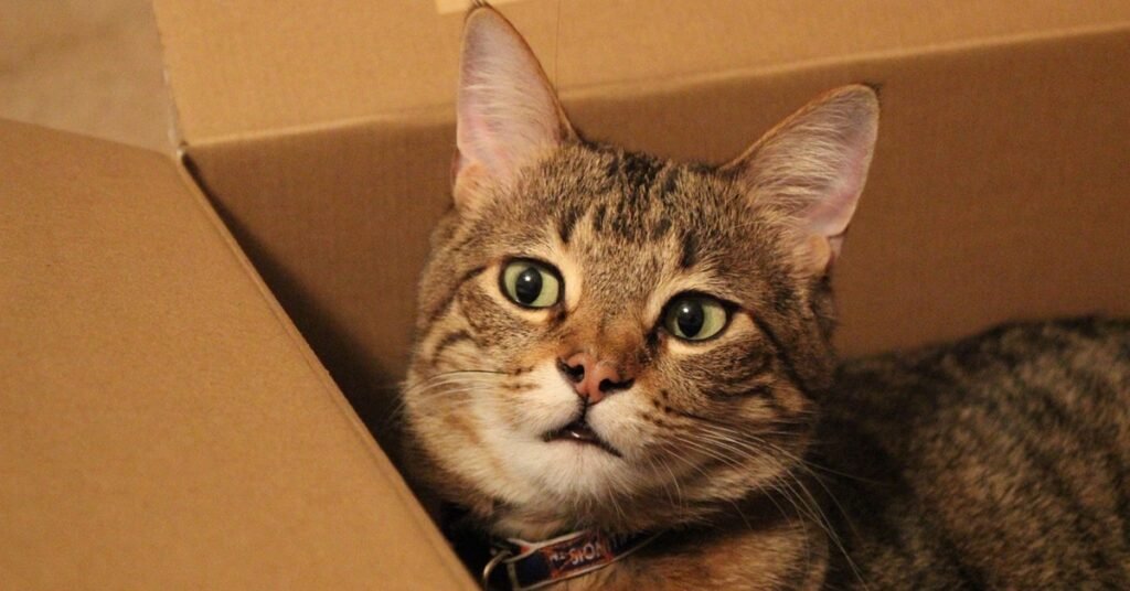 gato na caixa