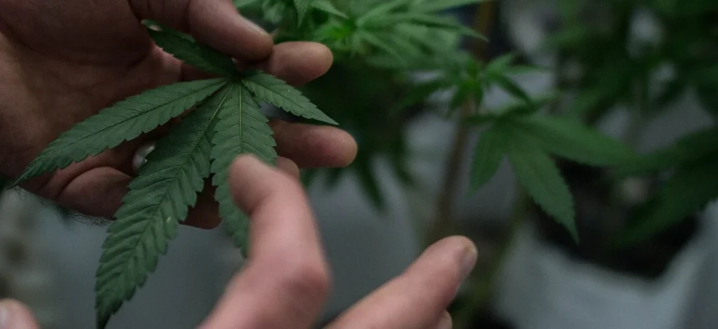 cannabis