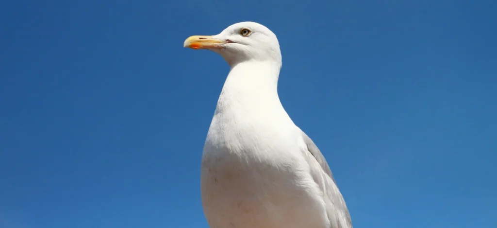 gaivota