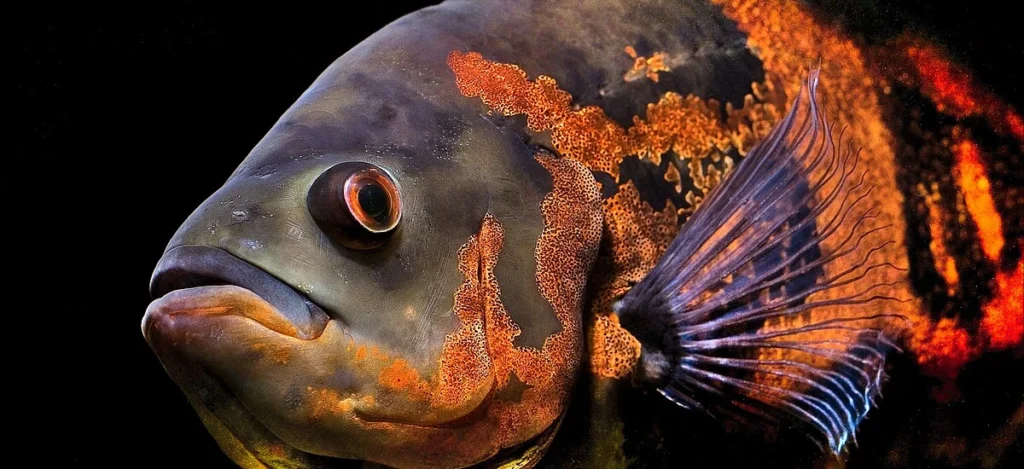 peixes transgênicos