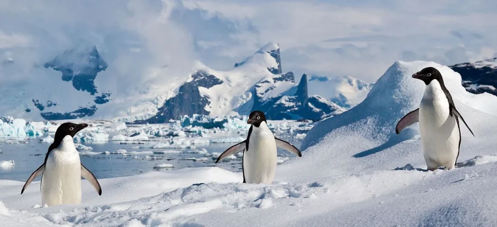 pinguins