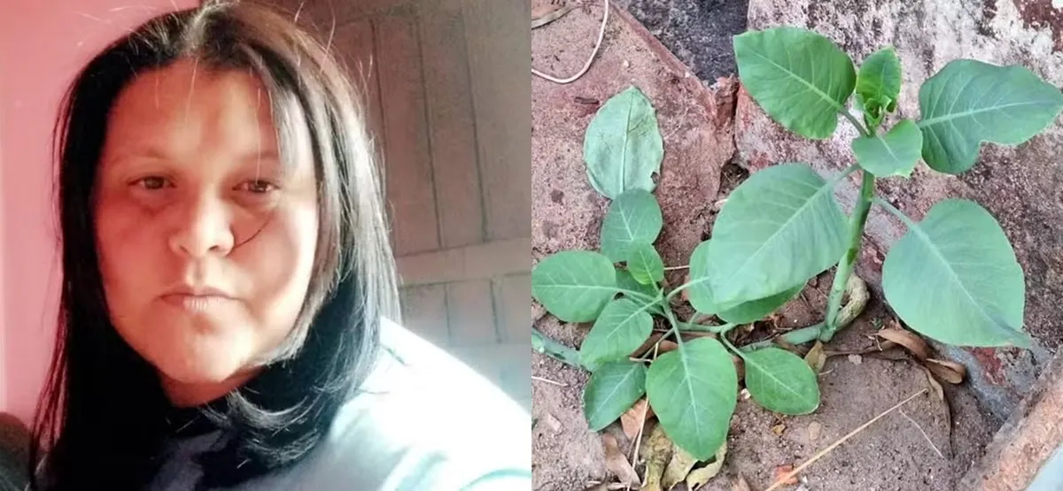 Claviana Nunes - falsa couve