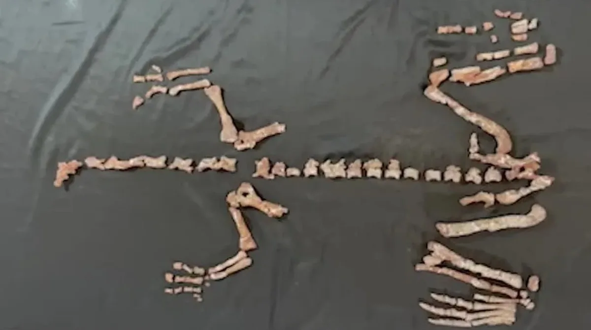 Dinossauro mais antigo do mundo - Argentina