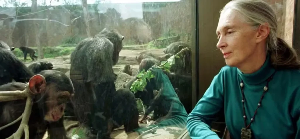Jane Goodall - amiga dos Chimpanzés