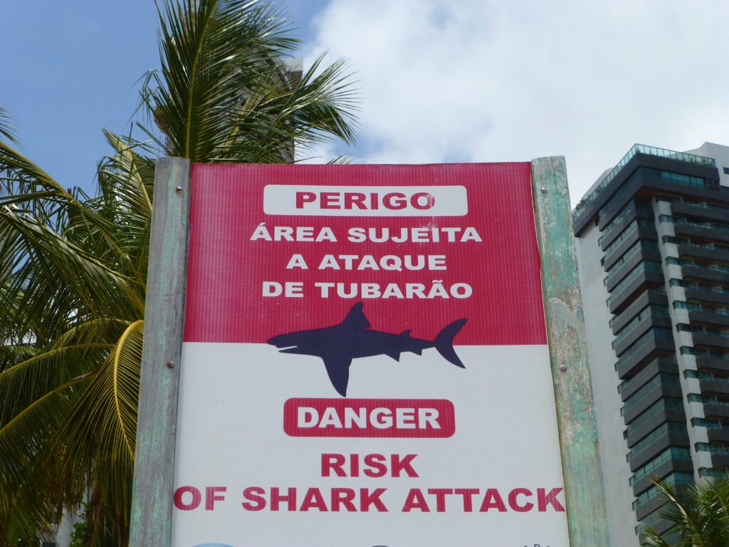 monitoramento de tubarões em Pernambuco