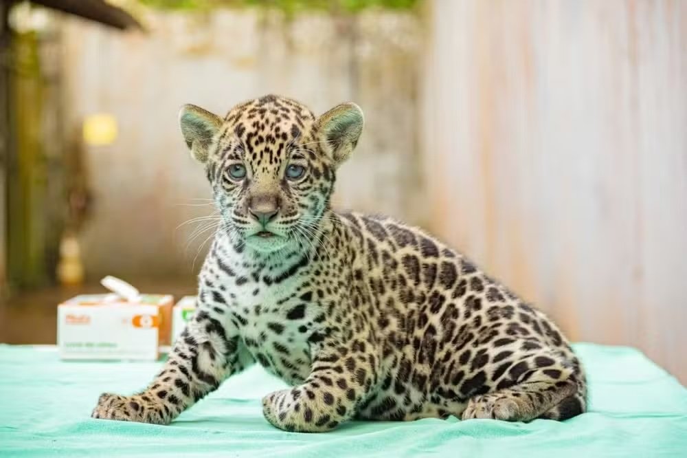 onça-pintada no Pará