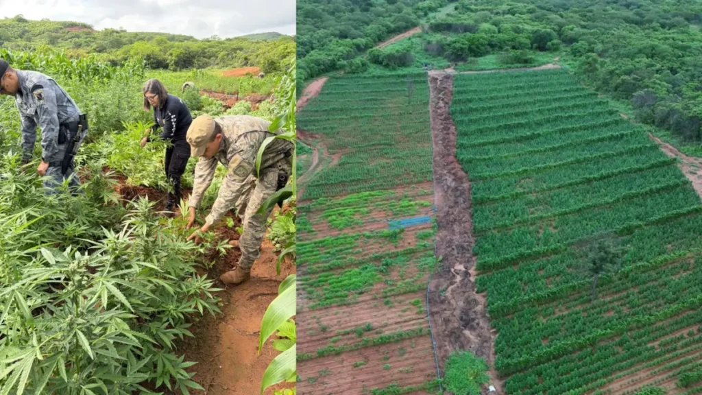 plantação de maconha