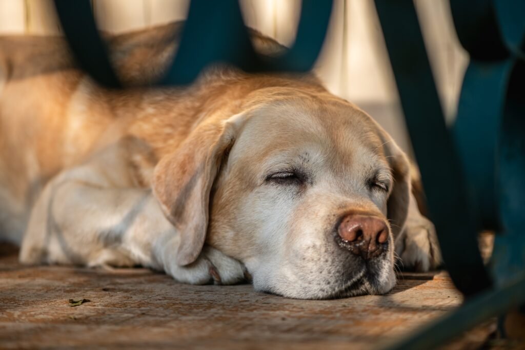 domesticação dos cães