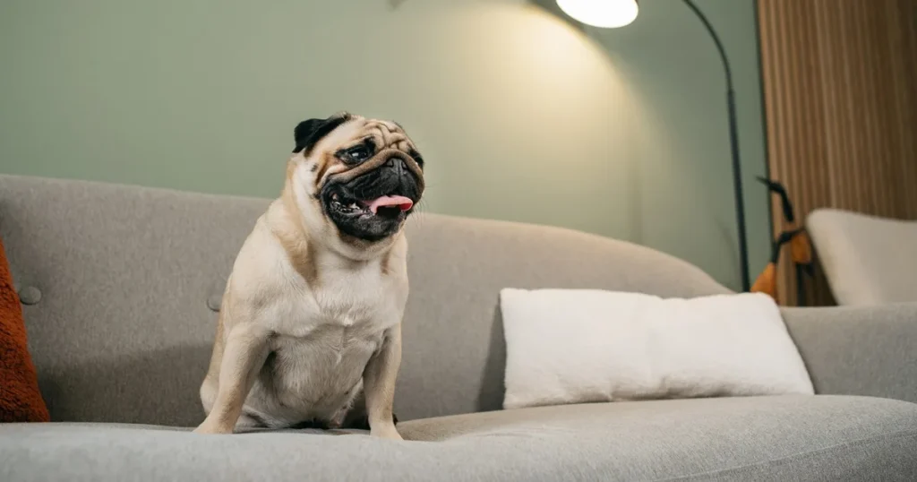 PUG NO SOFÁ